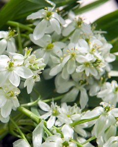 Ornithogalum balansae.jpg